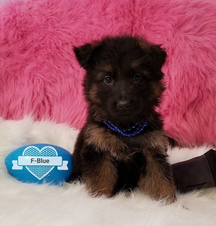 Von Fenwald's Elite German Shepherds * VAISO