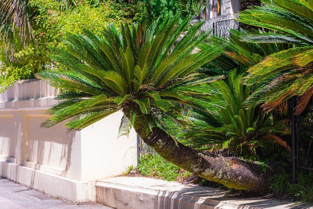 The Most Common Toxic Plants in Las Vegas Elite Medical Center