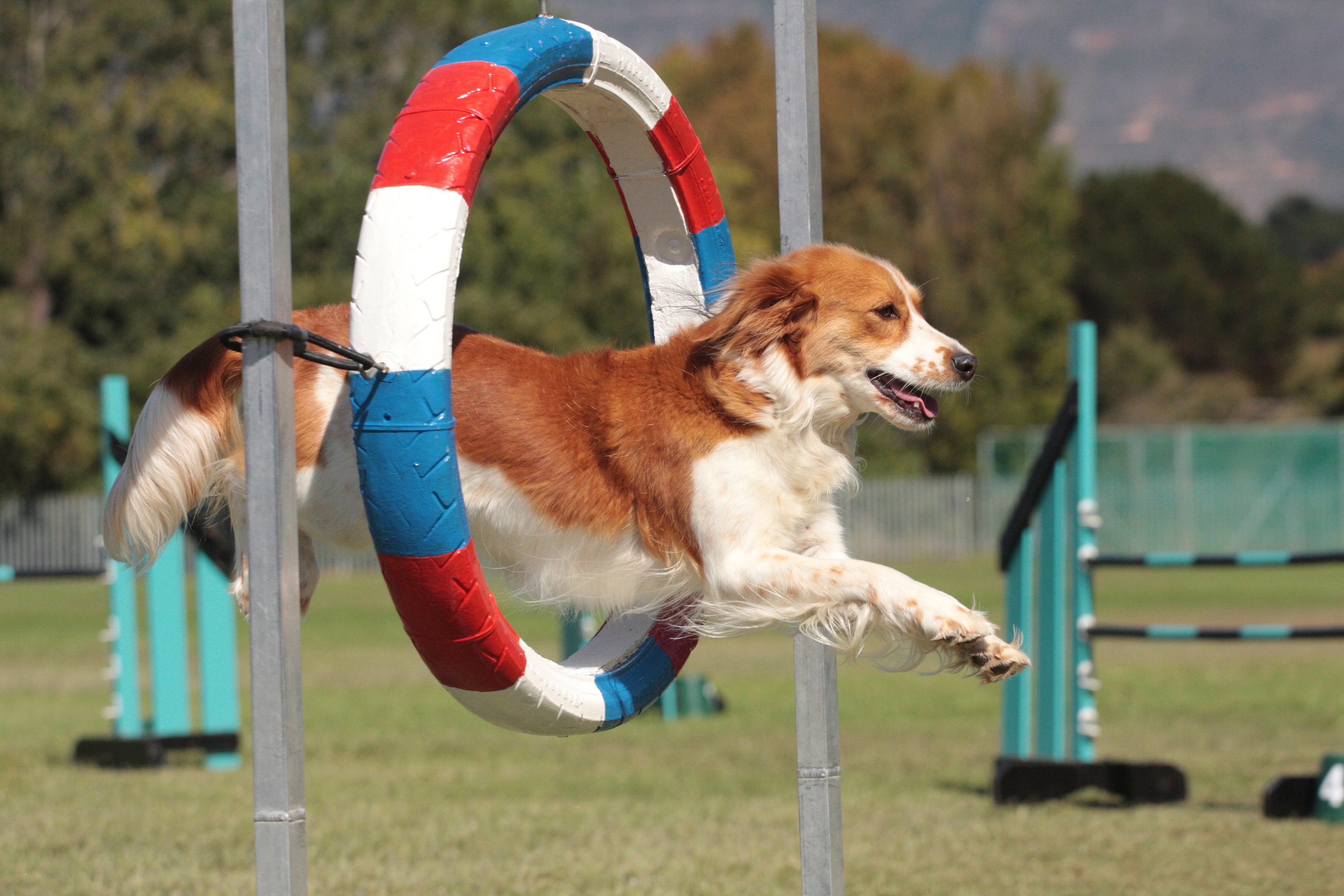 Esporte 4 exercícios de agility para ensinar a seu cão Elite Moda Pet