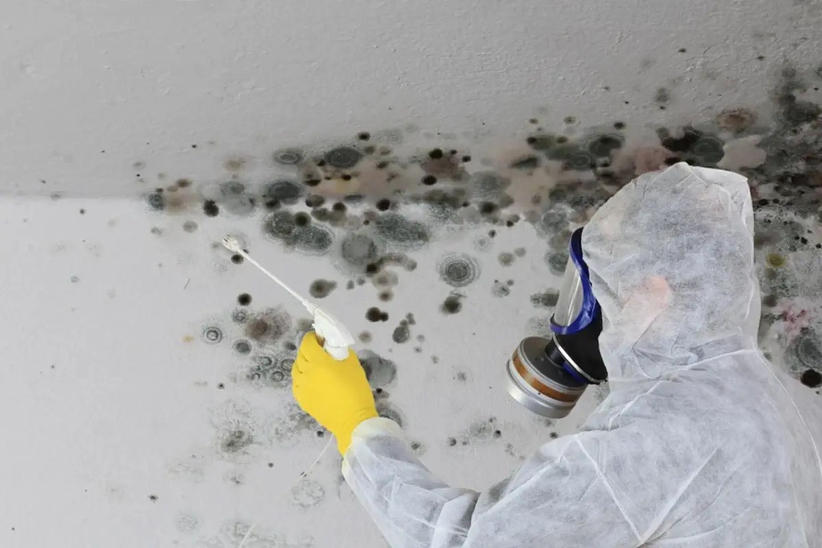 Mold Removal New York Mold Inspection NYC Elite Mold Removal