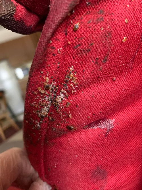 Bed Bug Pest Control Columbus Ohio Elite Pest and Termite Control