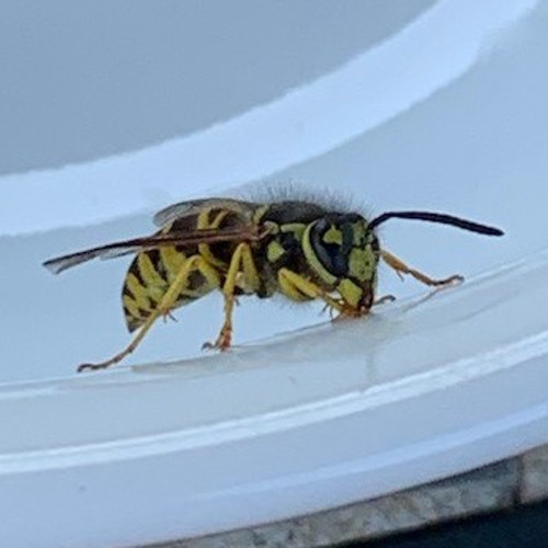 Pest control Columbus Ohio Elite Pest and Termite Control, LLC