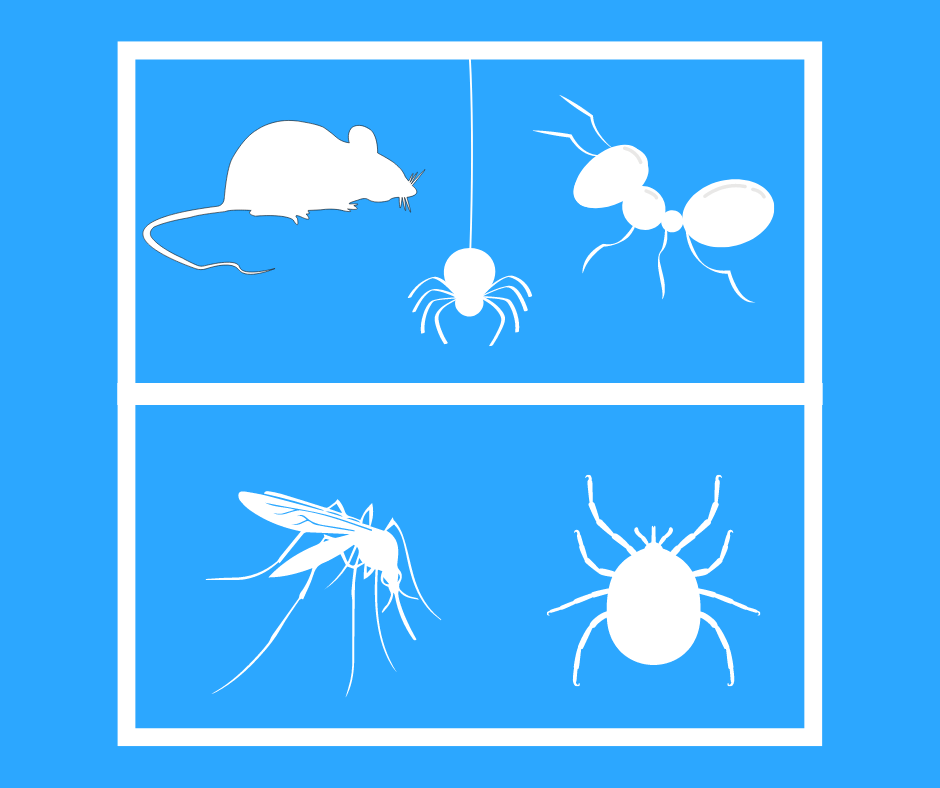 Pests in Ohio Top 6 Summer Pests Elite Pest and Termite Control, LLC