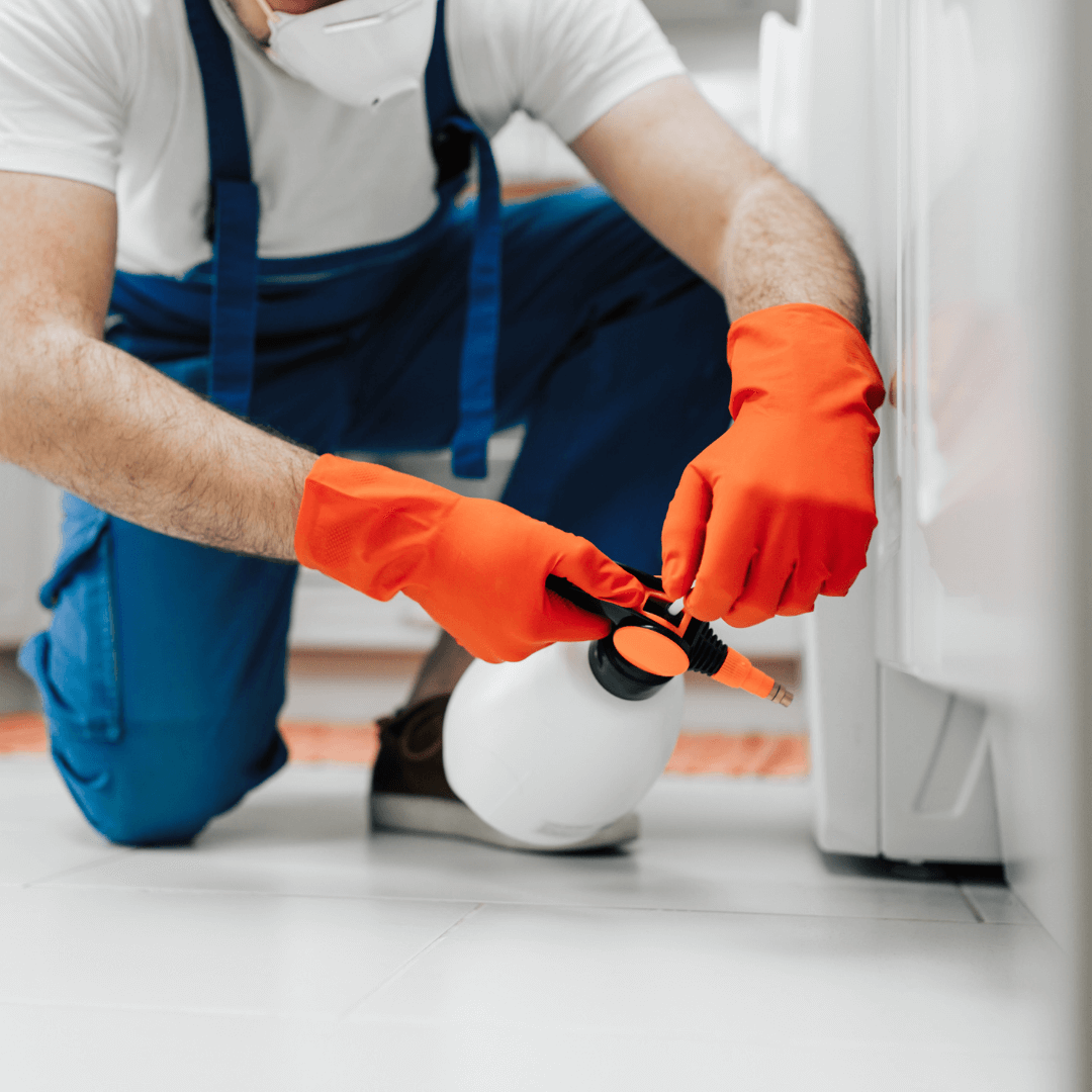 Glasgow Pest Control Elite Pest Control Glasgow