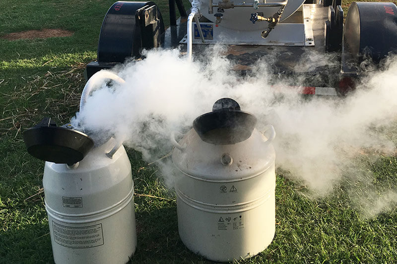 Elite Elite Reproductive Services La Vernia, Texas