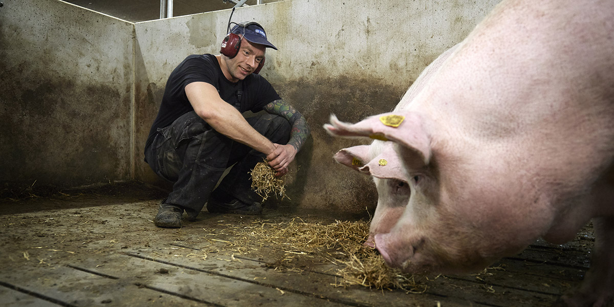 Elite Sires DanBred Swine Pig AI Services Ireland & UK