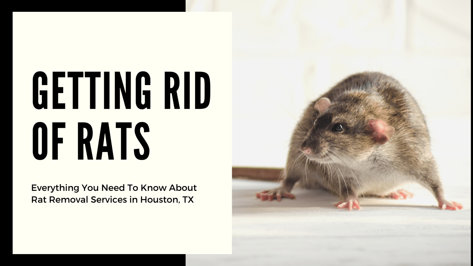 Everything You Need to Know about Rat Removal Services in