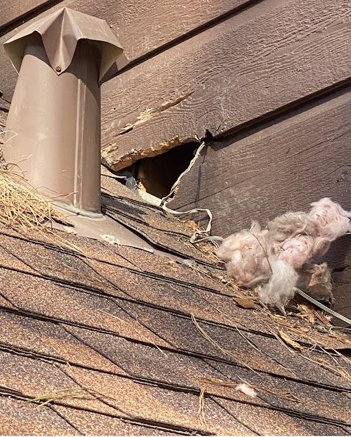 How to deter raccoons How to get rid of raccoons EWS