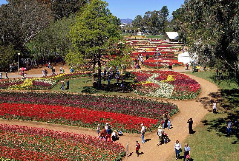Top 4 Flower Festivals in Australia Elixir Private Wealth