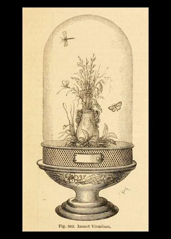 Insect Vivarium Eliza Redgold