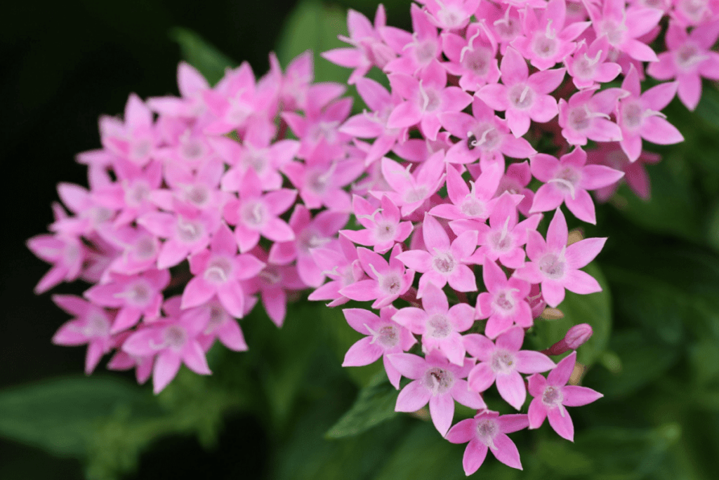 7 plantas con flores rosas que te encantarán ElJardíndeAndrea