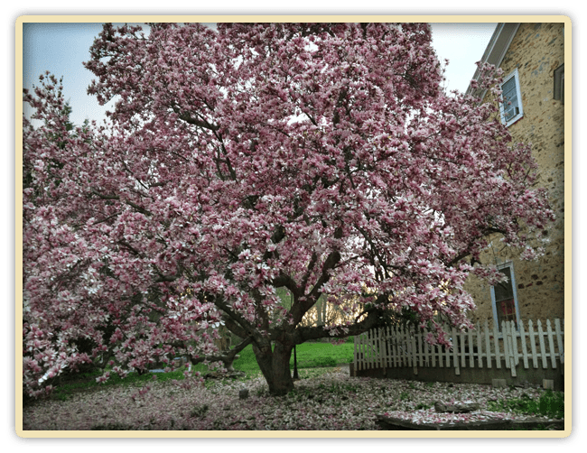 Pink Magnolia at Elk Spring 2012 Elk Bed and Breakfast