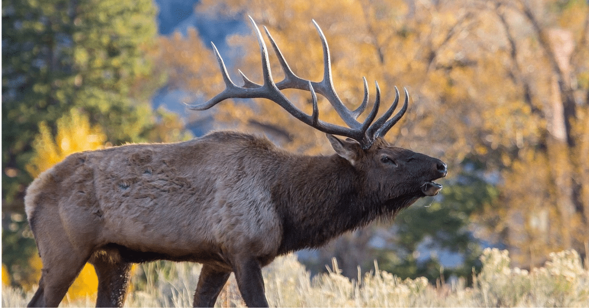 Elk Calls for a Successful Elk Hunt What is Your Favorite? Elk