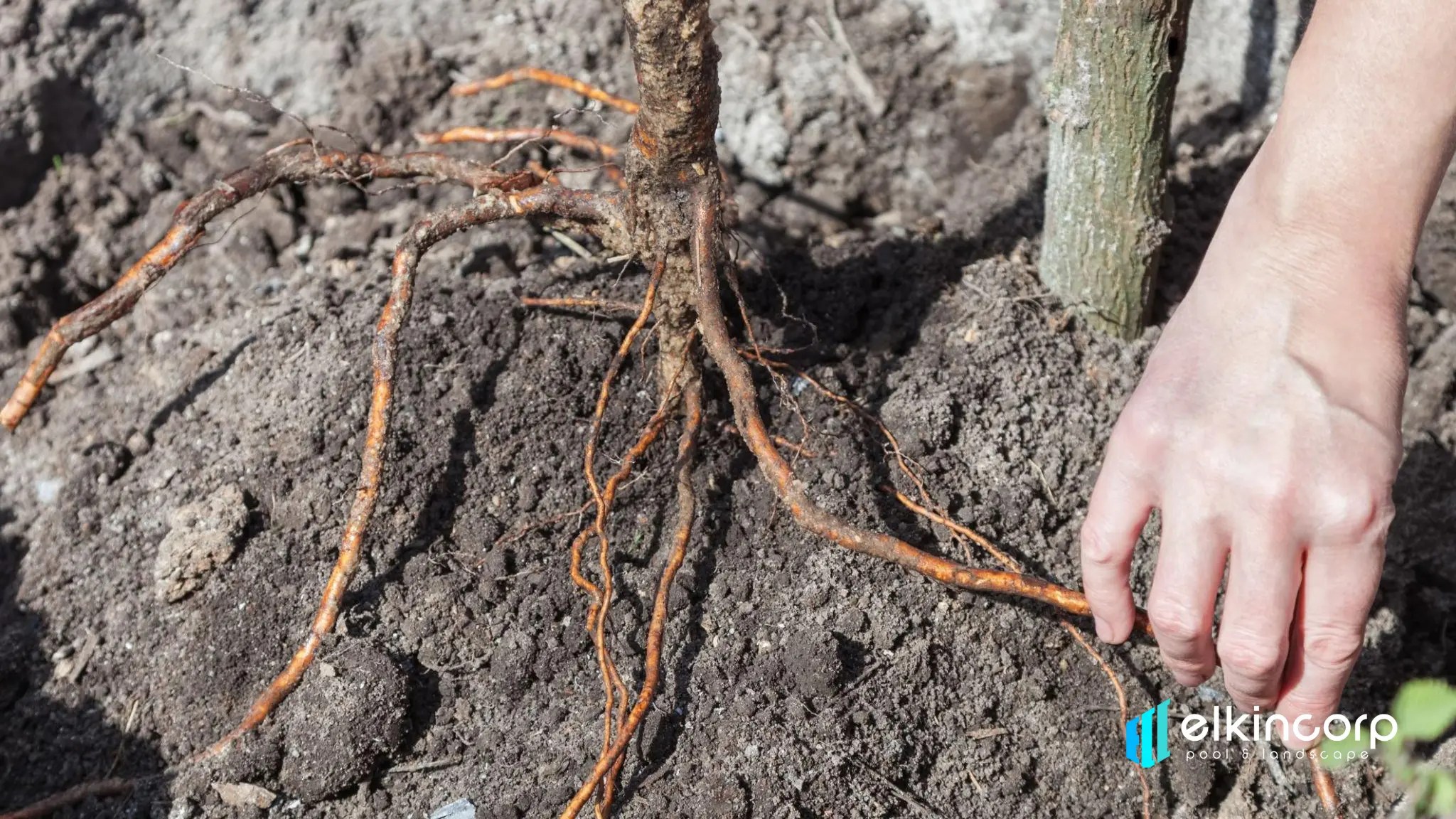 Planting Trees How to Plant Different Types of Trees? Elkincorp