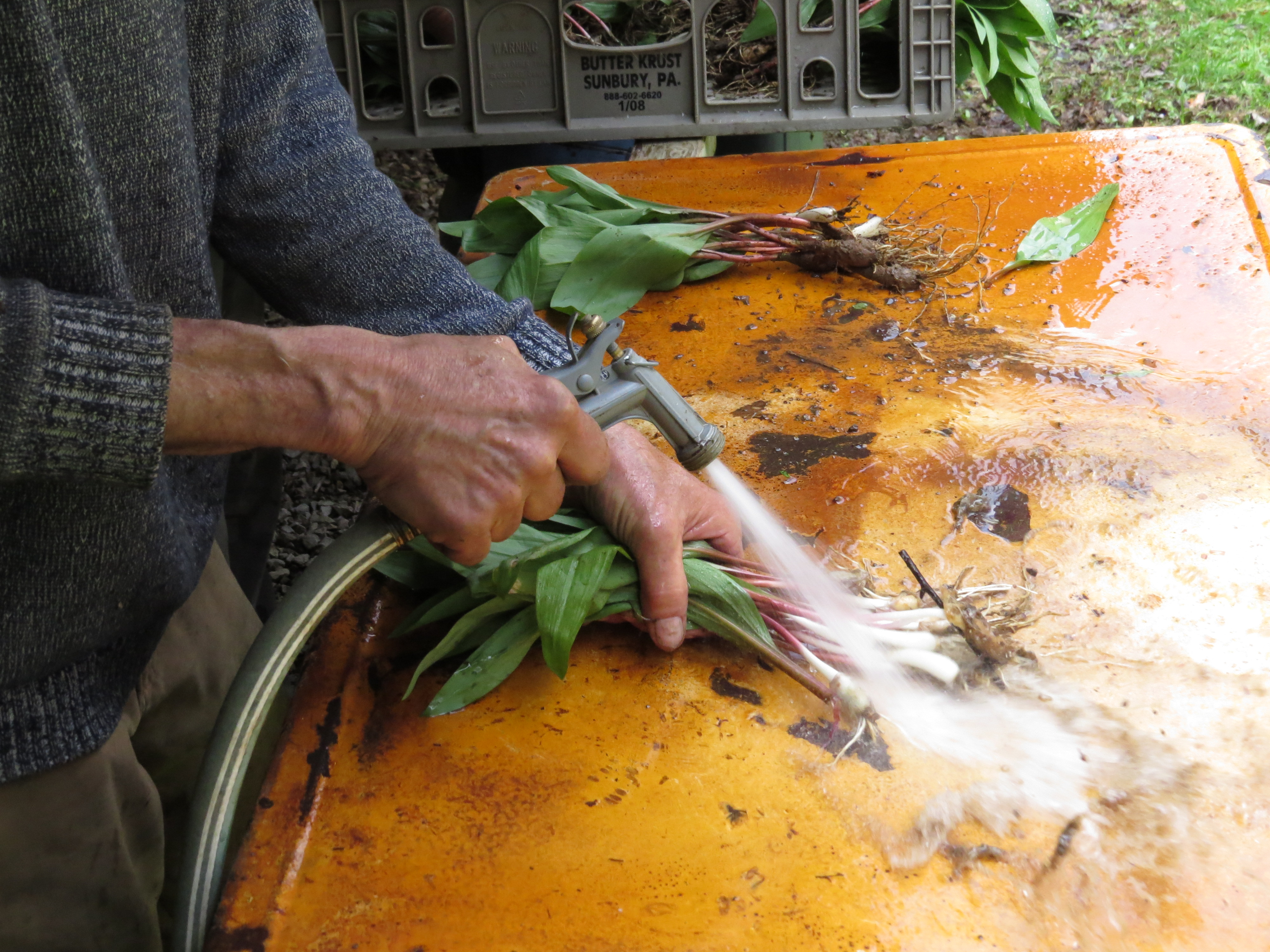 Helvetia Ramp Dinner ElkinsRandolph County Tourism