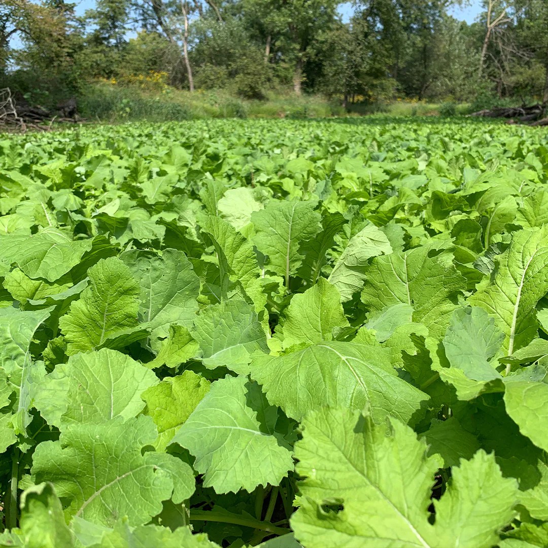 Best Sellers Elk Mound Seed