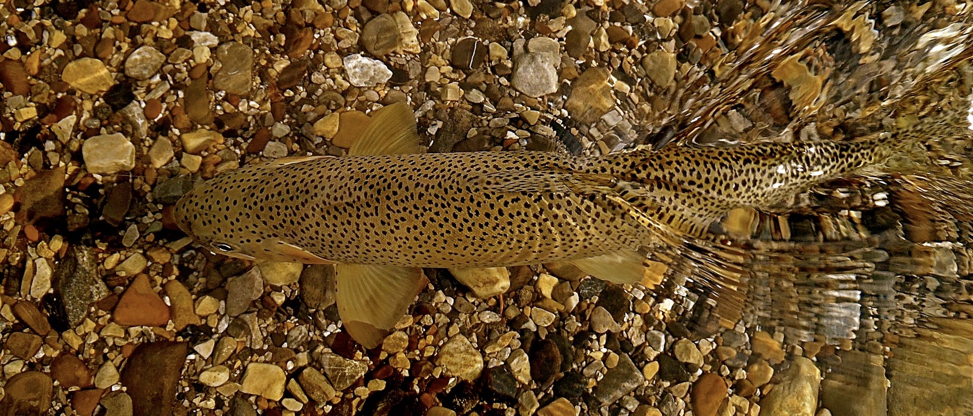 Elk River Guiding Company Fly Fishing in Fernie, BC