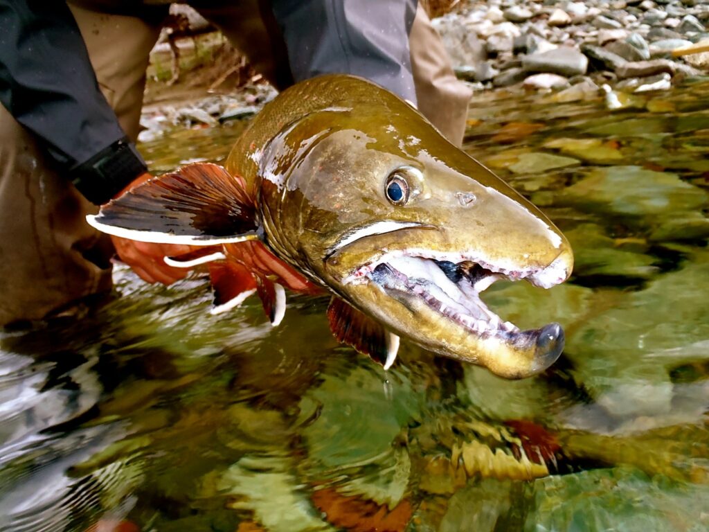 Fly Fishing Elk River Guiding Company