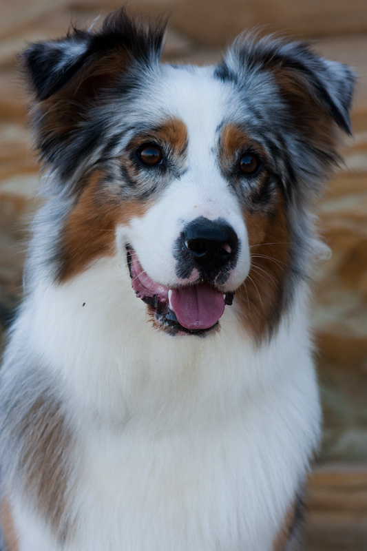 Owned By Others Ellagant Australian Shepherds