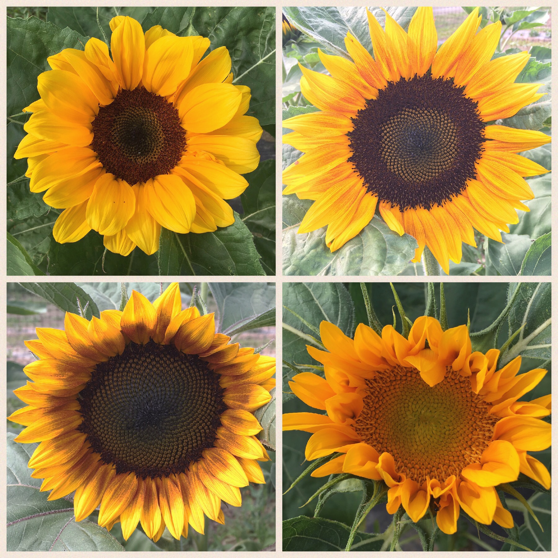 Sunflowers