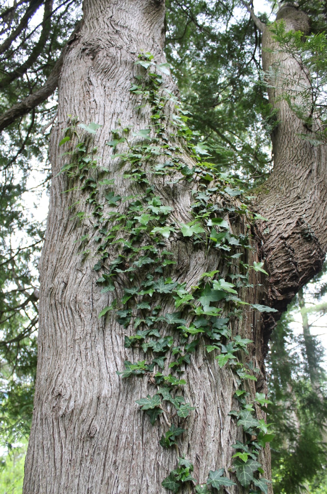 Ivy and Cedar Tree Poems From Oostburg, Wisconsin