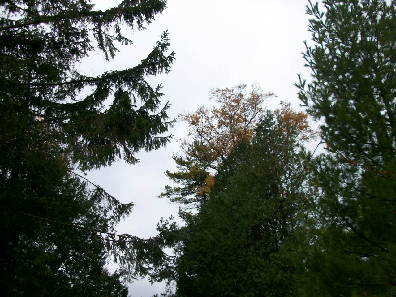 Trees Today Poems From Oostburg, Wisconsin