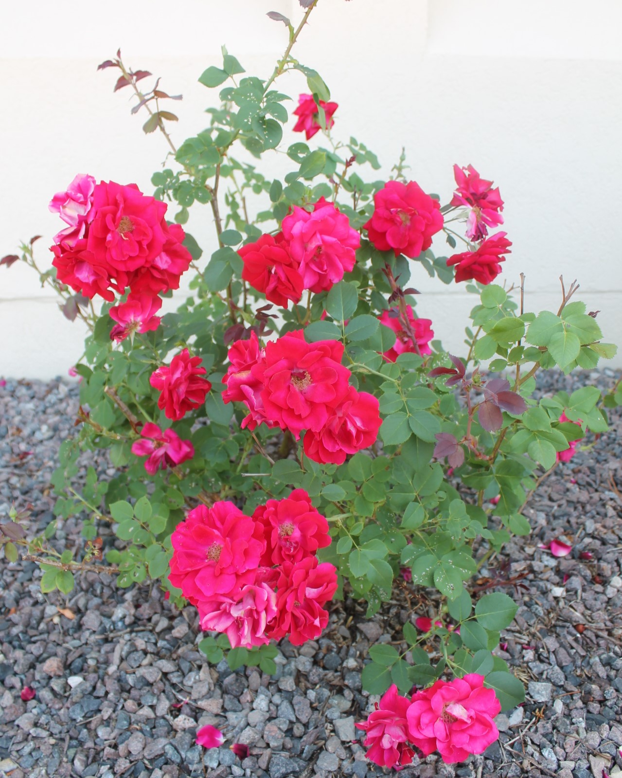 Oostburg Public Library Poems From Oostburg, Wisconsin