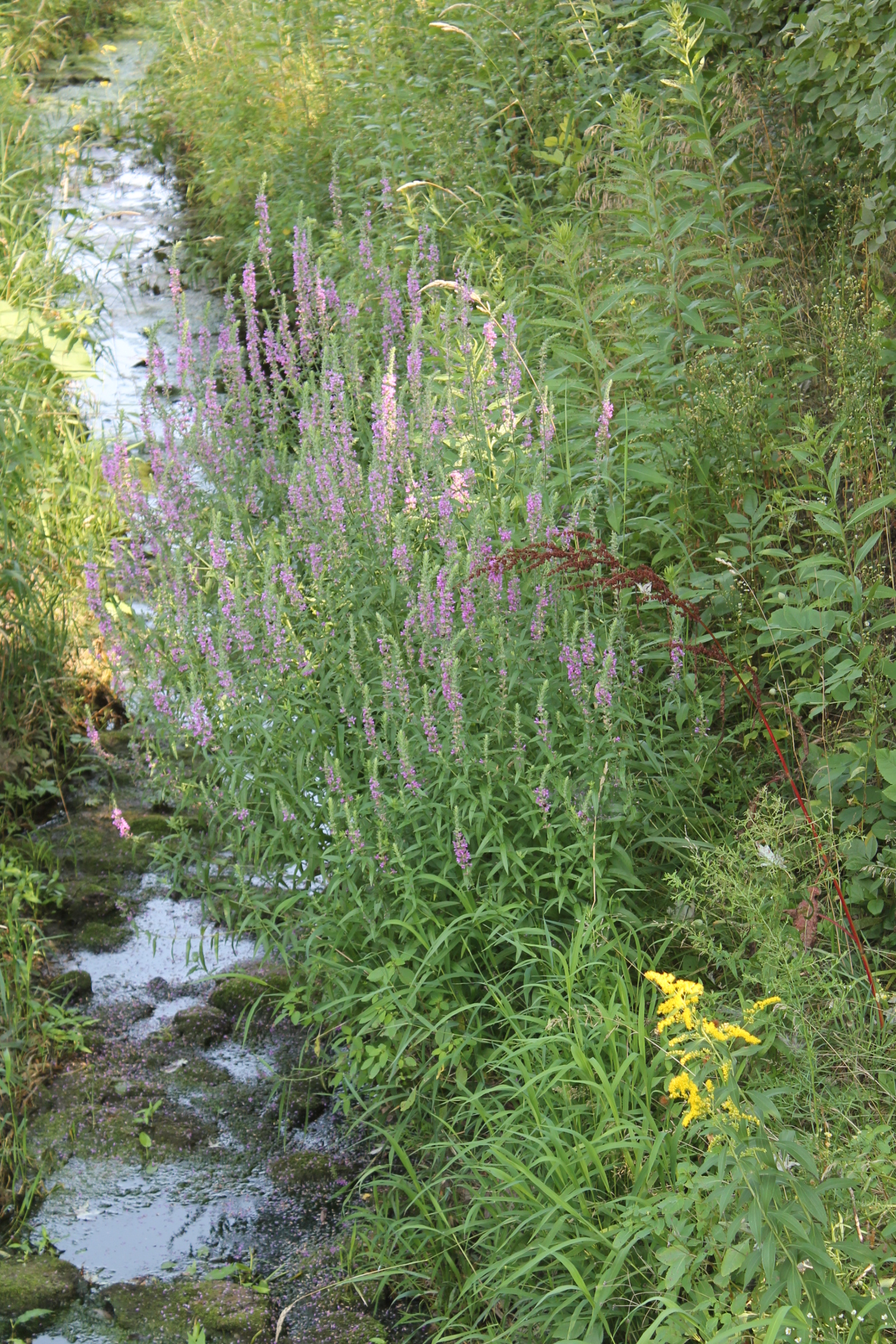 Veterans Park Poems From Oostburg, Wisconsin