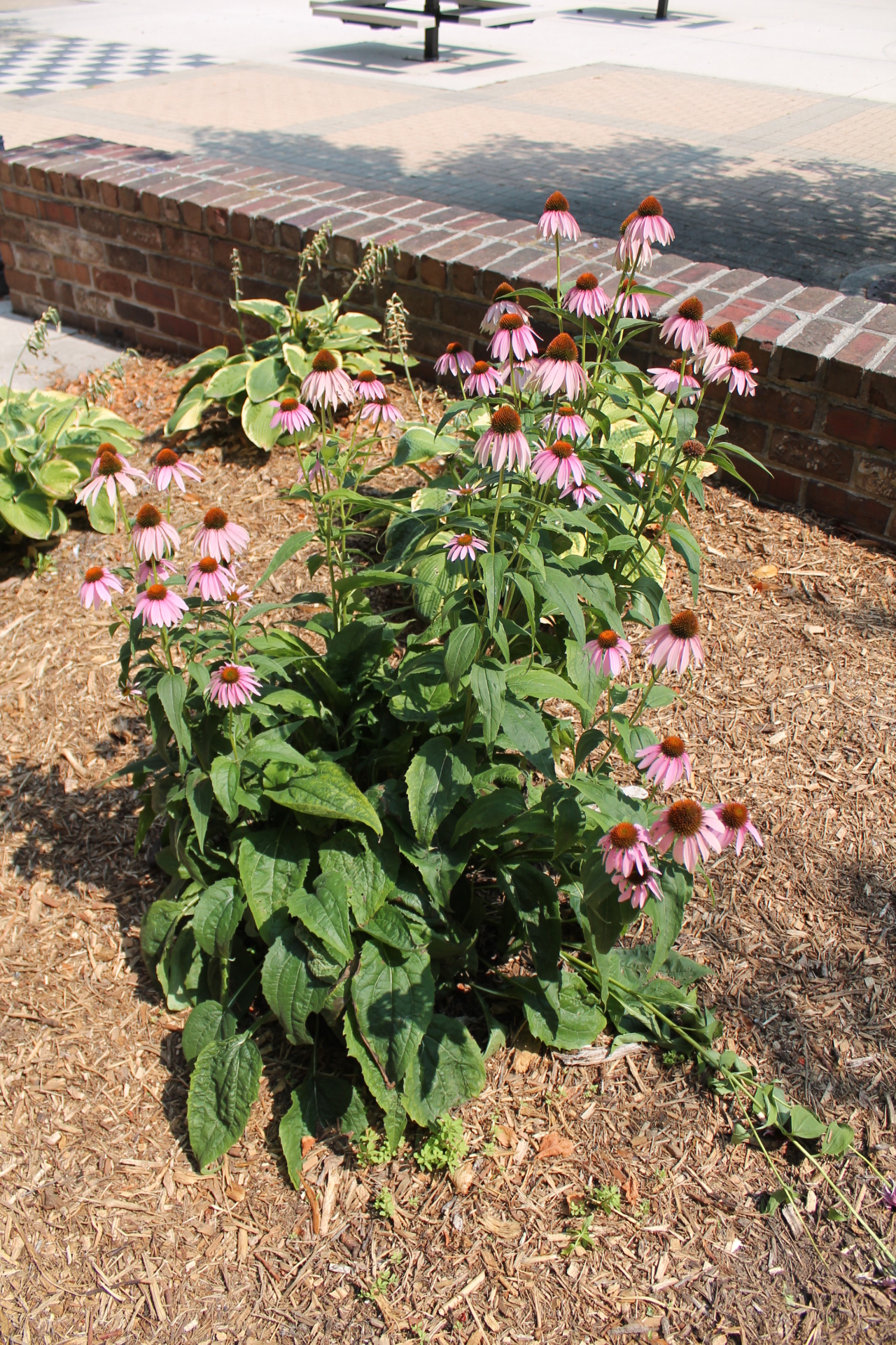 Mead Library Poems From Oostburg, Wisconsin
