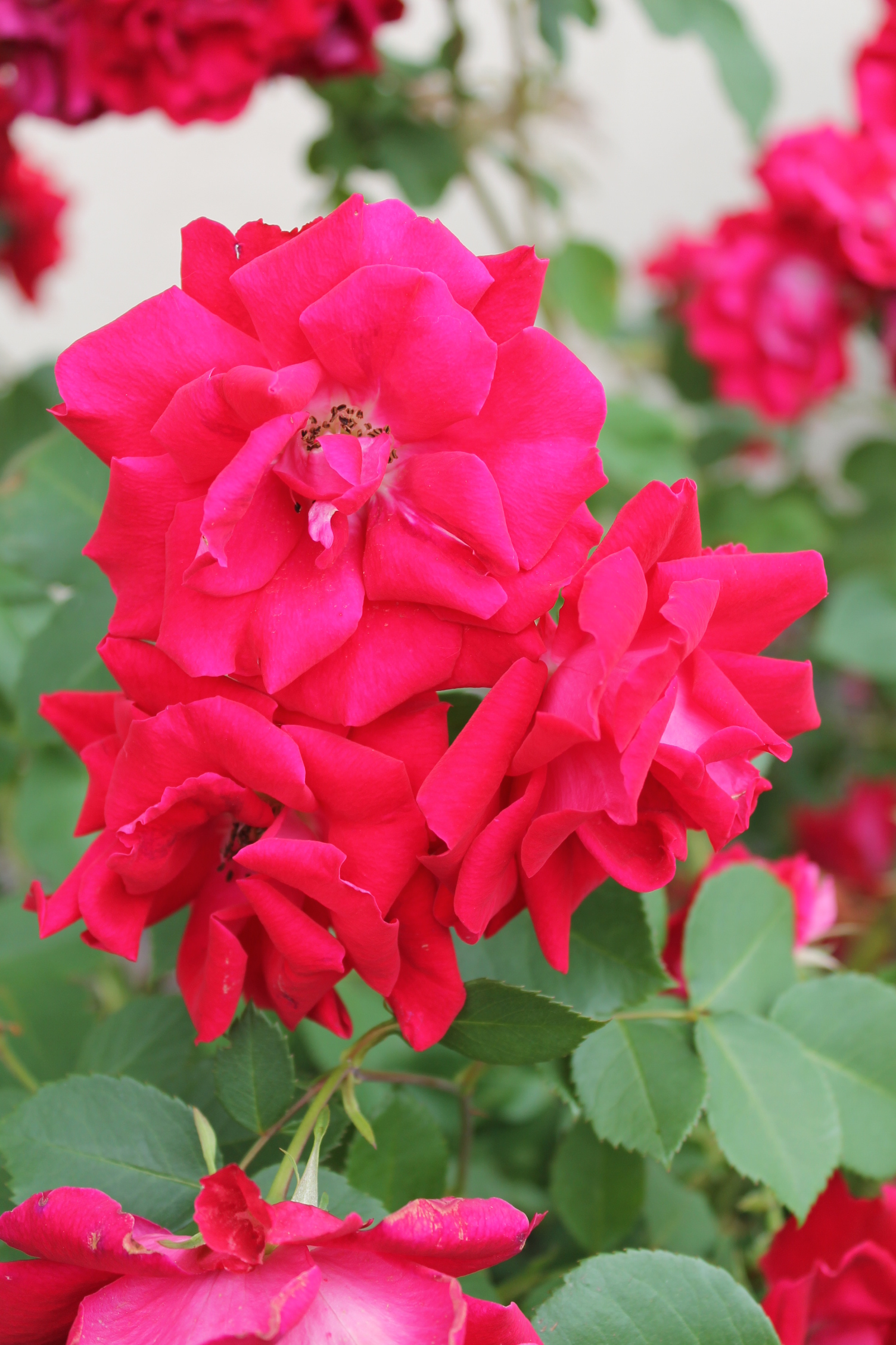 Libraries Poems From Oostburg, Wisconsin