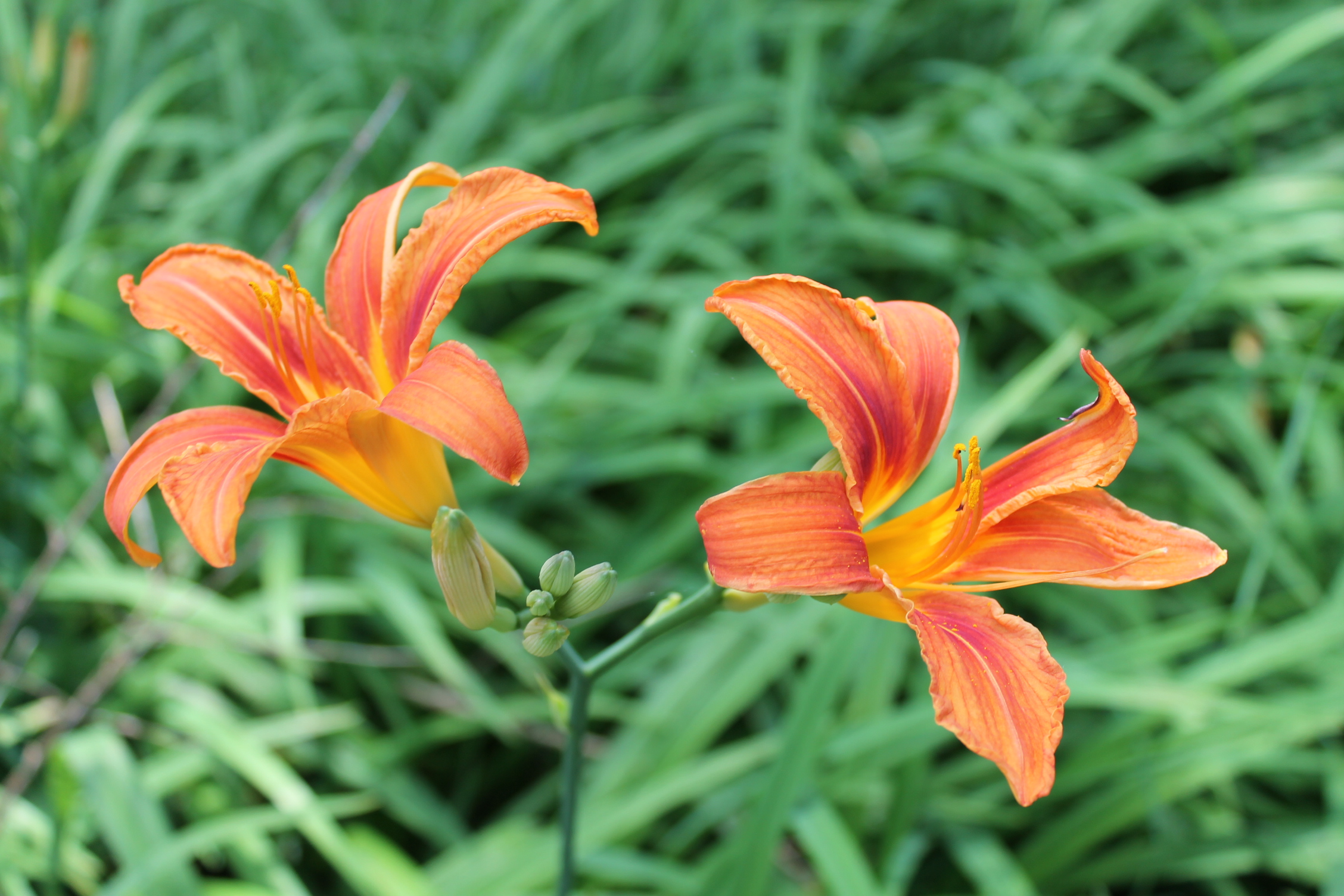 New Daylilies Poems From Oostburg, Wisconsin