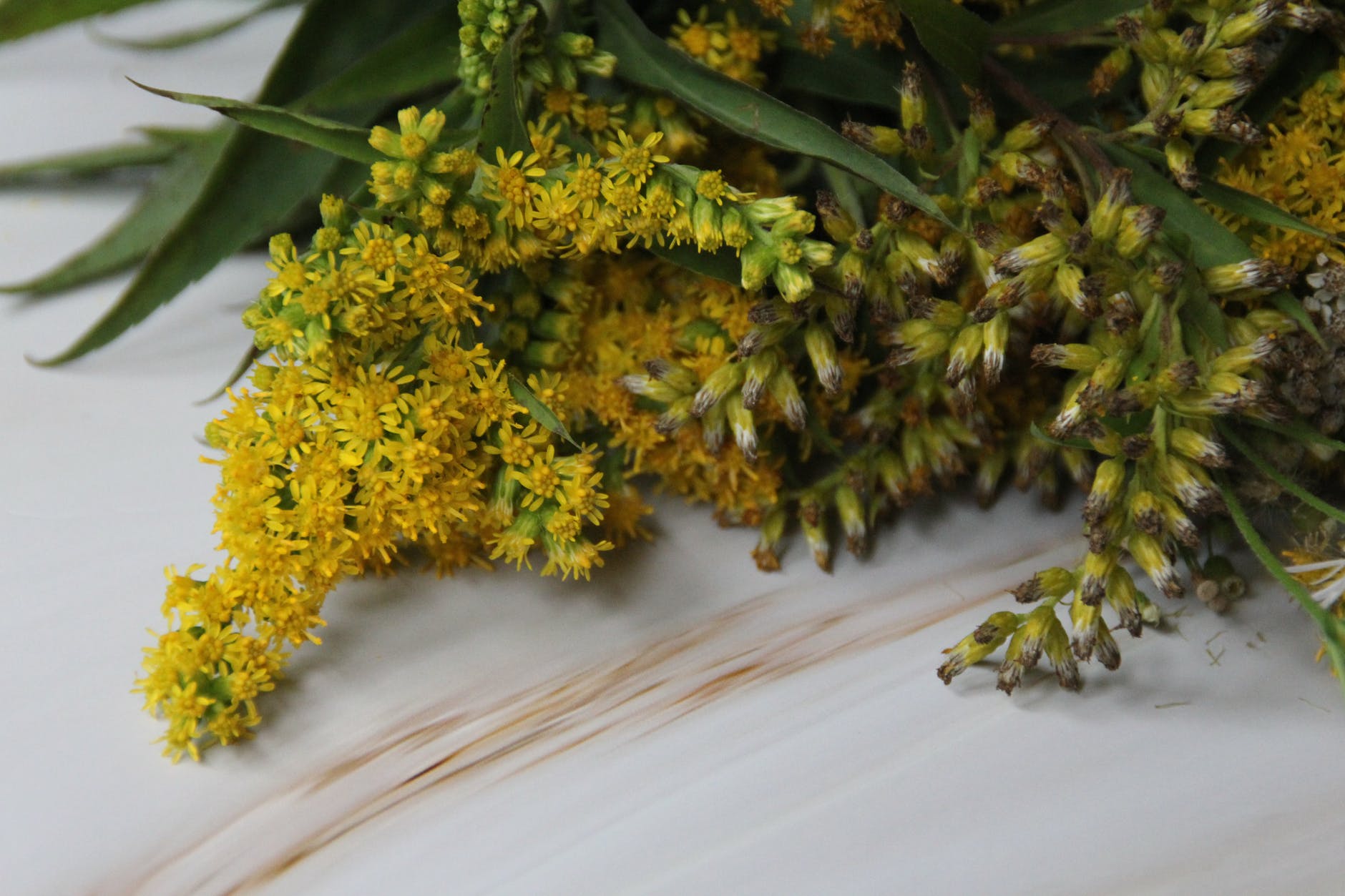 hosta and daylilies Poems From Oostburg, Wisconsin