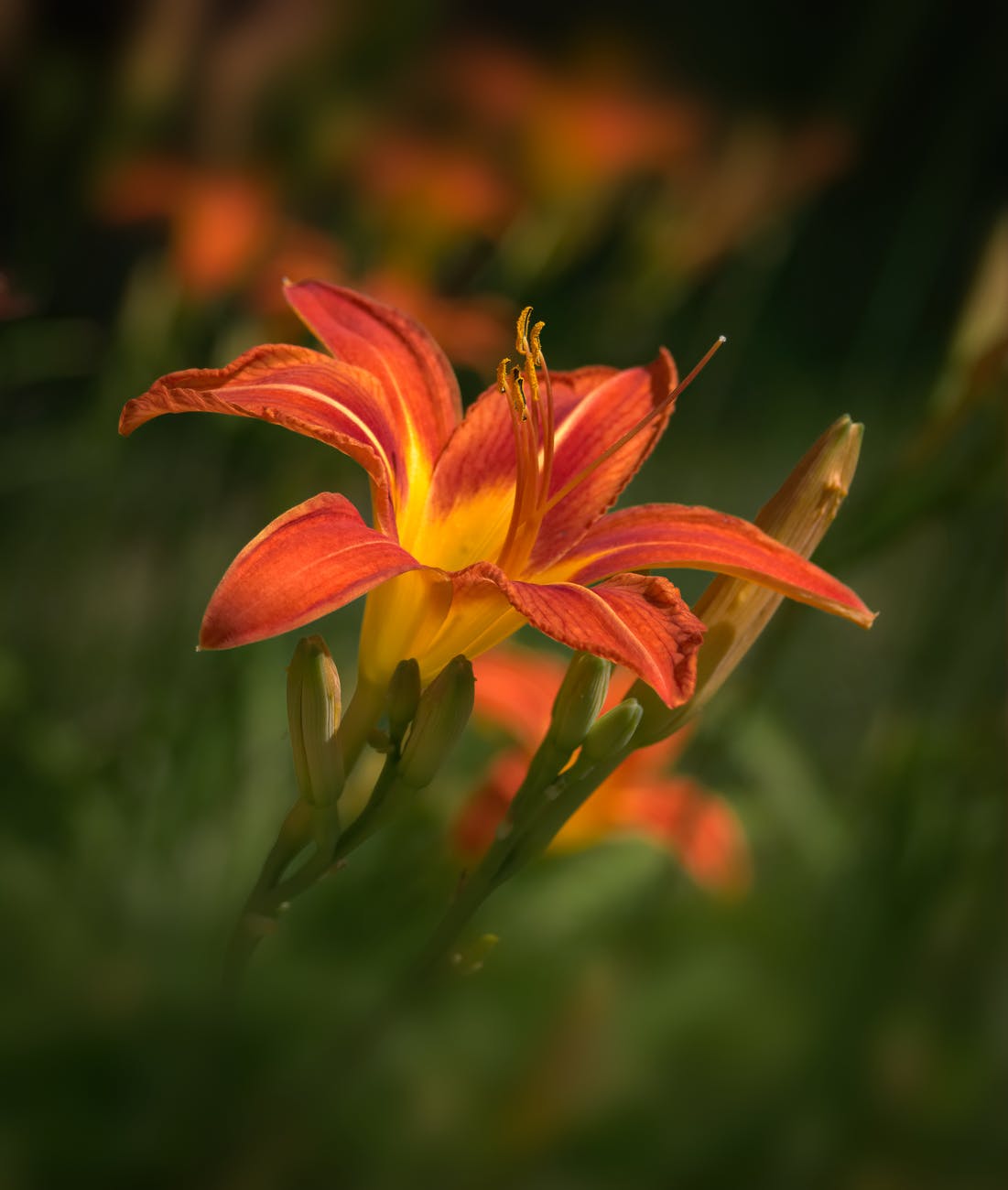 hosta and daylilies Poems From Oostburg, Wisconsin