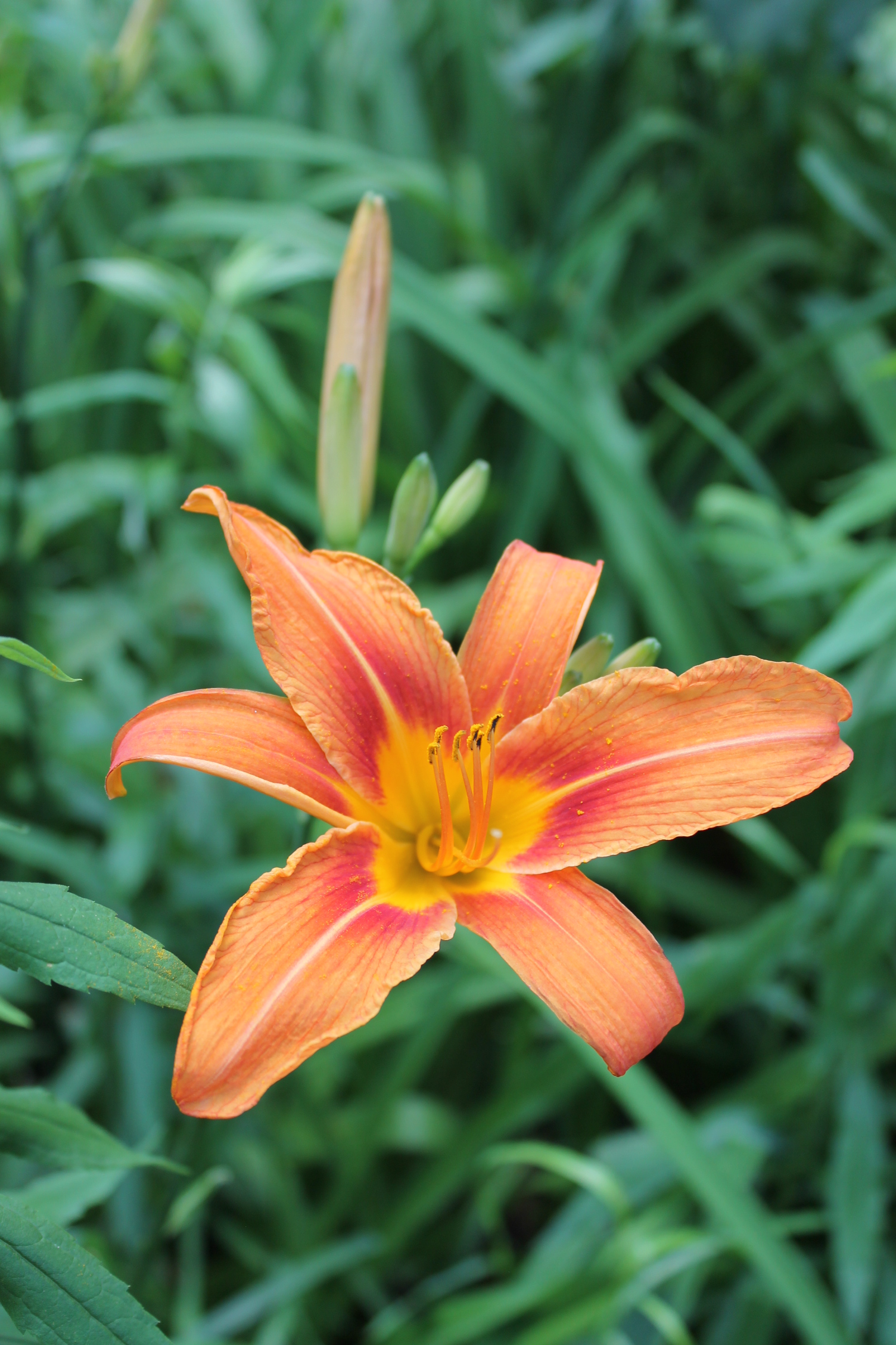 daylilies bloom Poems From Oostburg, Wisconsin
