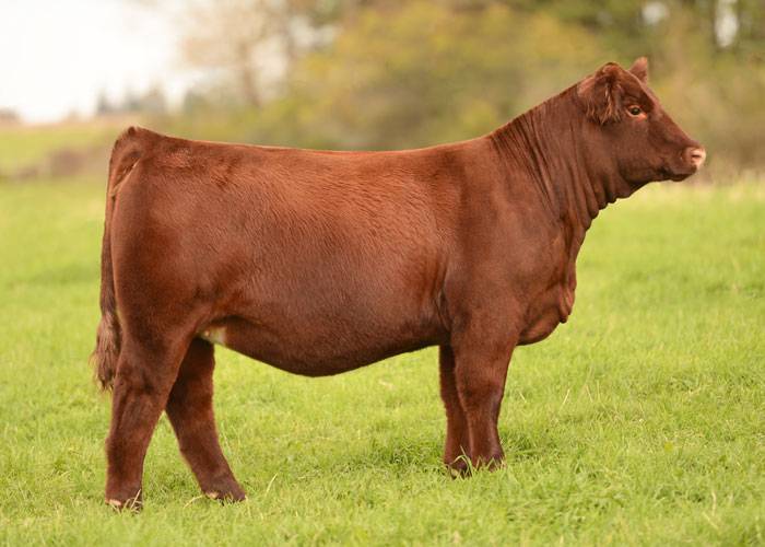 Ellingson Simmentals • Dahlen, North Dakota