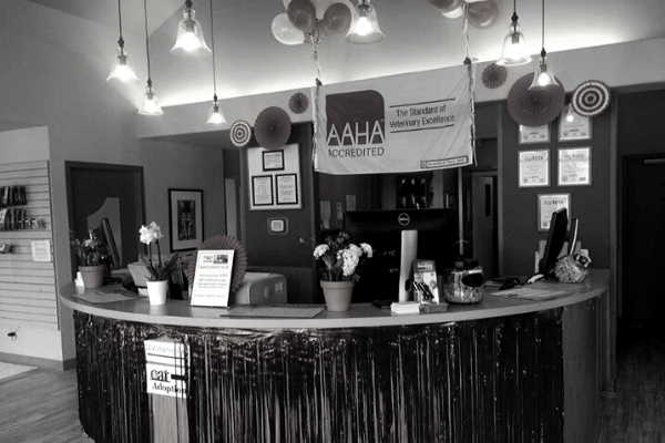 Seattle, WA 98119 Veterinarian Elliott Bay Animal Hospital