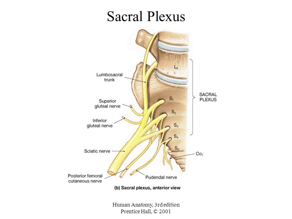 The Sciatic Nerve A River Of Energy Suppyling The Legs Of Humans Everywhere