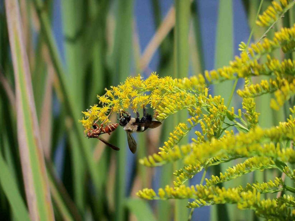 How To Get Rid Of Yellow Jackets Naturally? [2024]