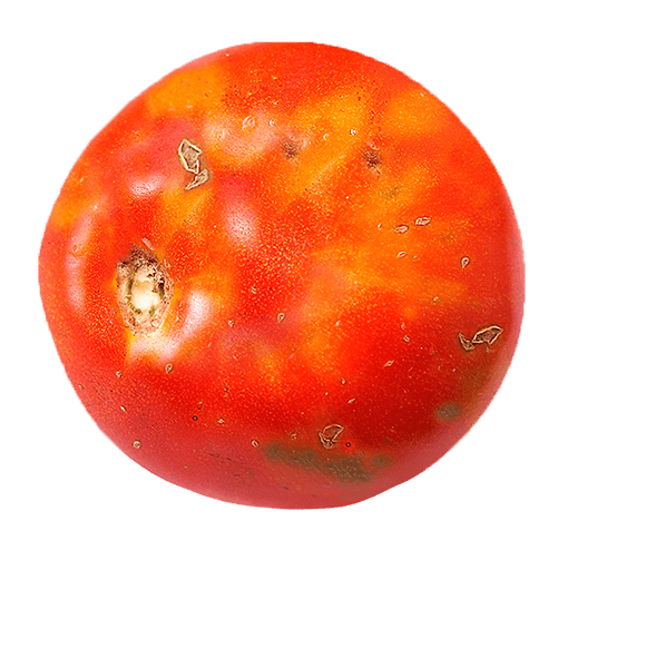 Cherry tomato grading machine every tomato count EllipsElifab