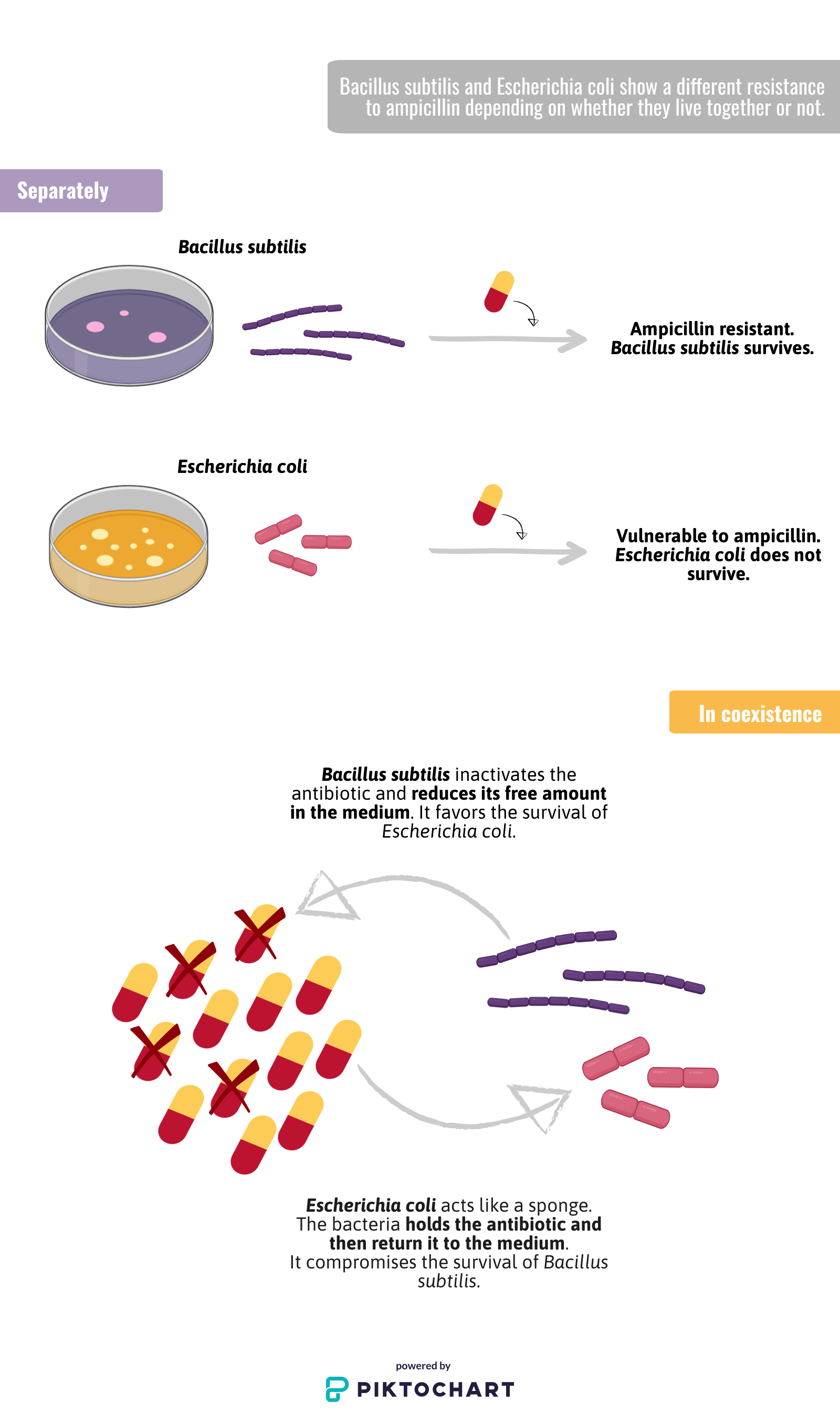 Bacteria might help each other to resist antibiotics