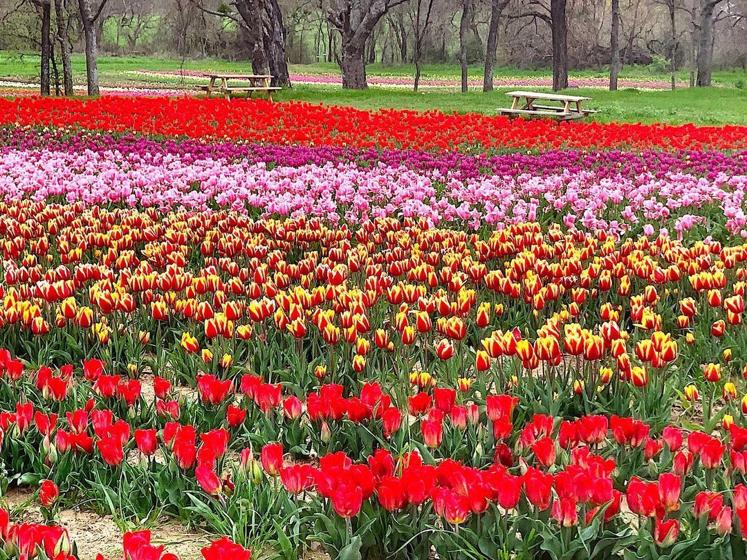 Tulipalooza Will Open Early, This Friday March 10, As the Tulips Have