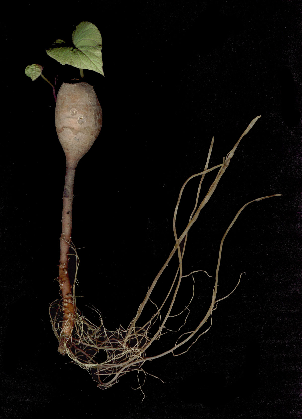 Garden bloggers bloom day March scans Ellis Hollow