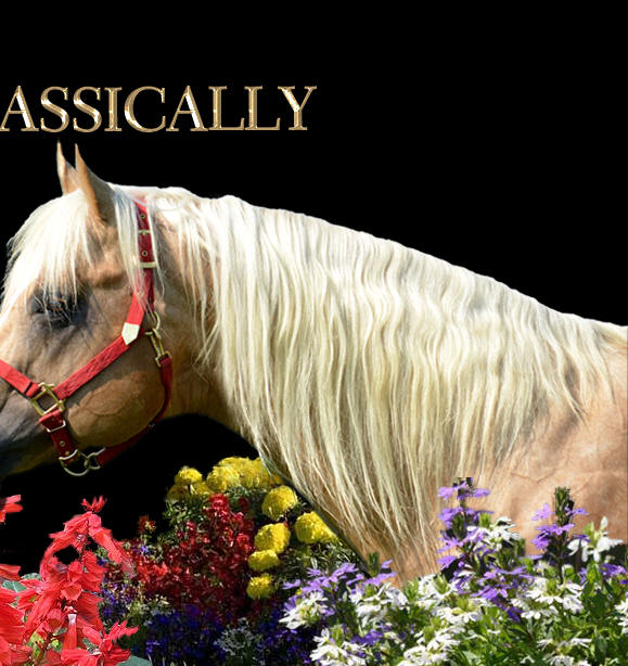 to Ellis Quarter Horses!