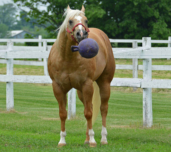 to Ellis Quarter Horses!