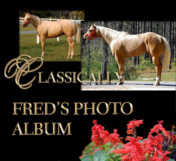 to Ellis Quarter Horses!