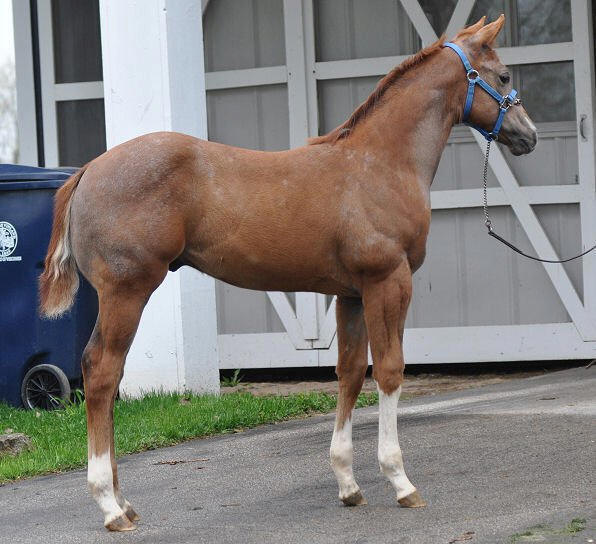 to Ellis Quarter Horses!