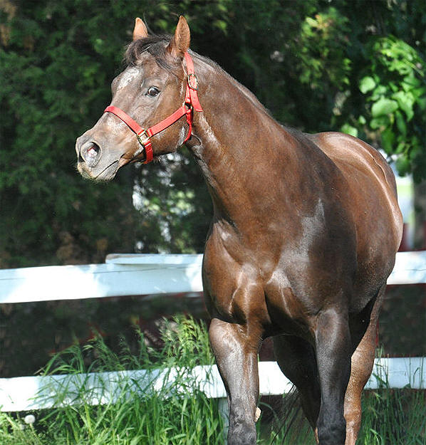 to Ellis Quarter Horses!