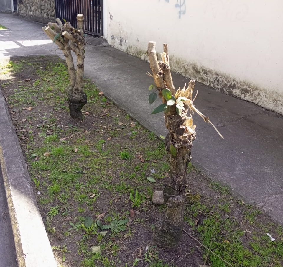 Denuncian tala sin autorización de árboles en calles de Cuenca
