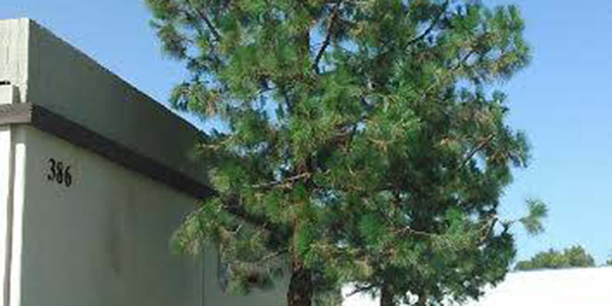 What Tall Narrow Trees Can You Plant in Your Menifee, CA Yard?