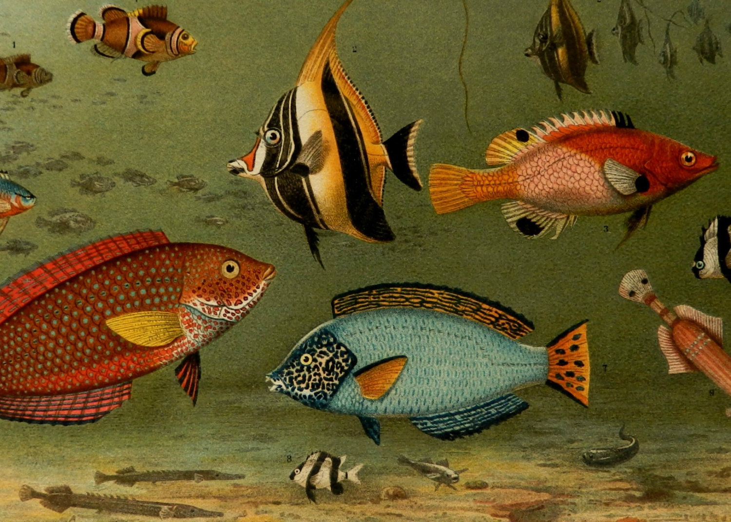Peces lámina antigua de biología. Cromolitografía vintage 1904